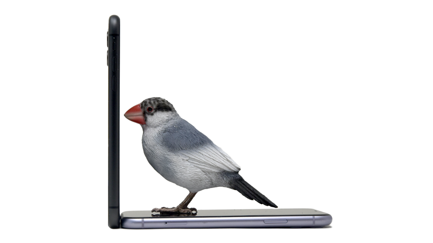 Woobiaサイズ比較鳥2